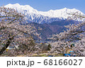 【長野県】残雪の北アルプスと桜　大町市 68166027