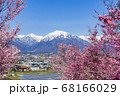【長野県】残雪の北アルプスと桜　大町市 68166029