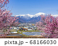 【長野県】残雪の北アルプスと桜　大町市 68166030
