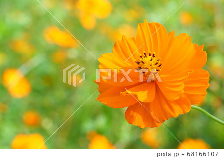 キバナコスモスの花 キバナコスモスの花 68166107