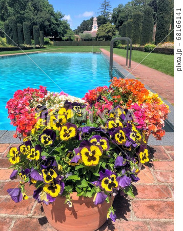 バカンスに咲く花 68166141