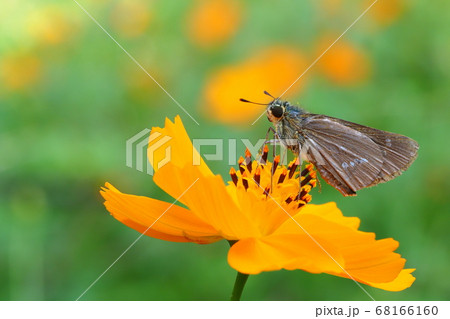 キバナコスモスの花に止まるイチモンジセセリ 68166160