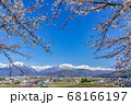 【長野県】残雪の北アルプスと桜　大町市 68166197