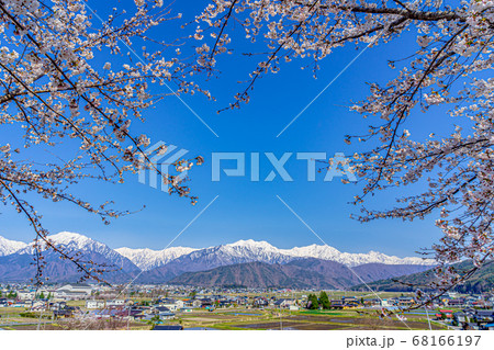【長野県】残雪の北アルプスと桜 大町市 【長野県】残雪の北アルプスと桜 大町市 68166197
