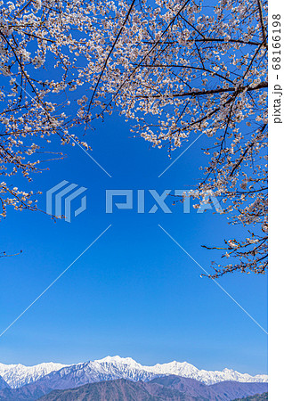 【長野県】残雪の北アルプスと桜 大町市 【長野県】残雪の北アルプスと桜 大町市 68166198
