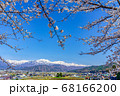 【長野県】残雪の北アルプスと桜　大町市 68166200