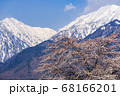【長野県】残雪の北アルプスと桜　大町市 68166201