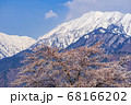 【長野県】残雪の北アルプスと桜　大町市 68166202