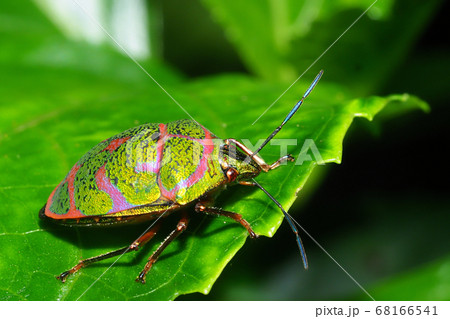 アカスジキンカメムシ 68166541