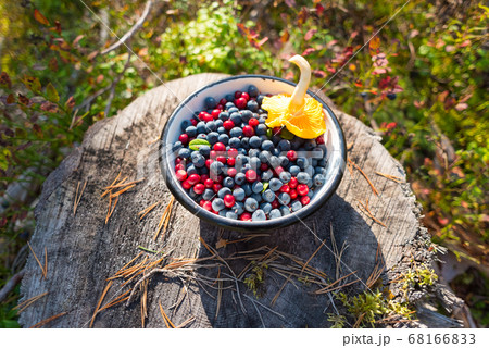 Wild blueberries and lingonberries with chanterelle mushroom in bowl on stump in forest. Foraging on berries is a tradition of Scandinavia. Natural organic food picked up in the wild of Nordic forest 68166833