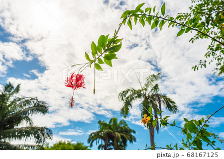Hibiscus red flower on a branch against the blue sky, with palm trees in the background. A tropical park in Southeast Asia. 68167125