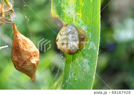 オオトリノフンダマシ(メス)と卵のう オオトリノフンダマシ(メス)と卵のう 68167426