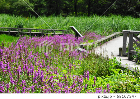 8月 調布478ミソハギ ミソハギ科 神代植物公園 水生植物園の写真素材