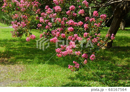 8月　調布462サルスベリ･ミソハギ科･神代植物公園 68167564