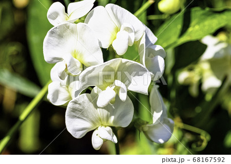 Lathyrus odoratus known as sweet pea in British park - London, UK 68167592