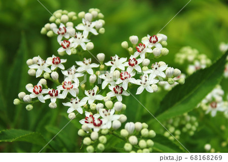 scattering of beautiful white flowers texture background 68168269