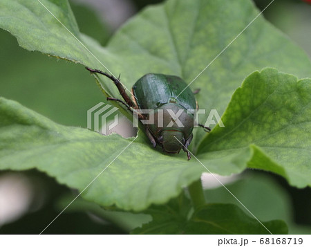 葉っぱの上で隠れたつもりのアオドウガネ 68168719