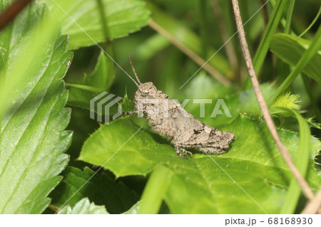 イボバッタの幼虫 68168930