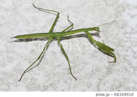 オオカマキリの終齢幼虫の写真素材 [68169010] - PIXTA