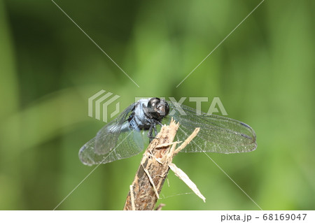 オオシオカラトンボ 68169047