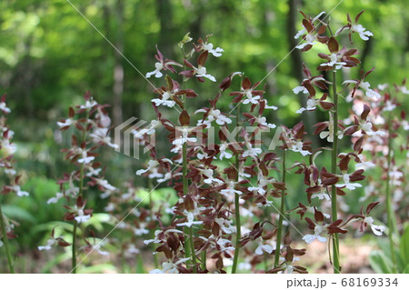 春に咲く可憐な野草ブームの主役の花エビネの写真素材