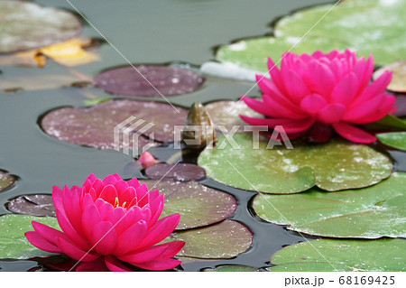 鮮やかなピンク色のスイレンの花 鮮やかなピンク色のスイレンの花 68169425