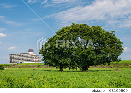 淀川河川公園の樹 淀川河川公園の樹 68169609