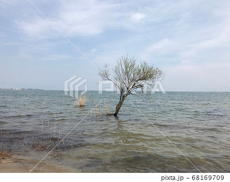 琵琶湖 湖の中に生えている木のある風景の写真素材