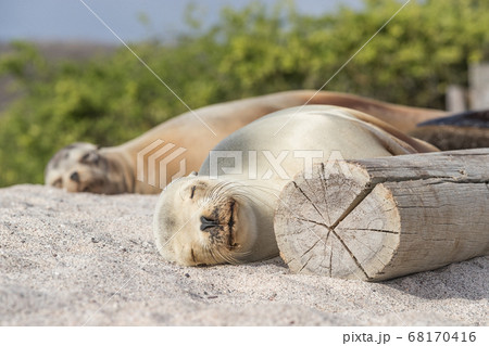 Sea Lions in sand lying on beach Galapagos Islands - Cute adorable Animals 68170416