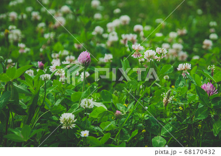 紫詰草と白詰草 68170432