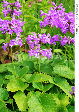 満開のサクラソウ 68170658