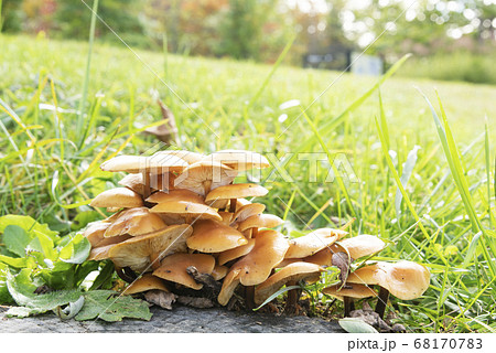 エノキタケ 札幌市 エノキタケ 札幌市 68170783