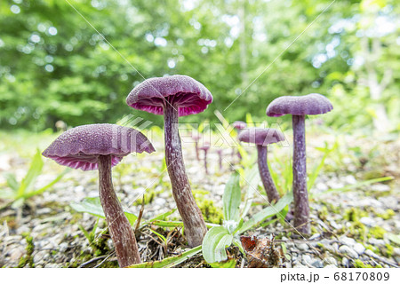 ウラムラサキ　札幌市 68170809