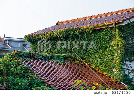 植物と瓦屋根 植物と瓦屋根 68171556