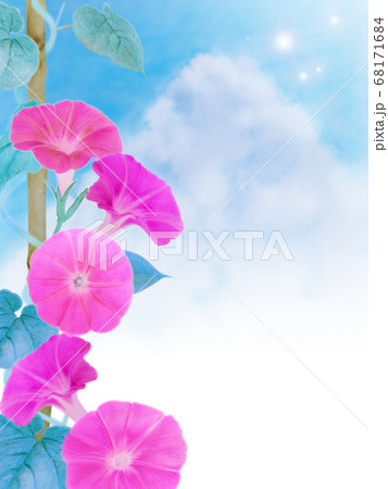 鉢植え朝顔と青空と入道雲 ピンクのイラスト素材