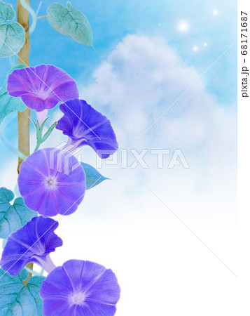 鉢植え朝顔と青空と入道雲 青紫のイラスト素材