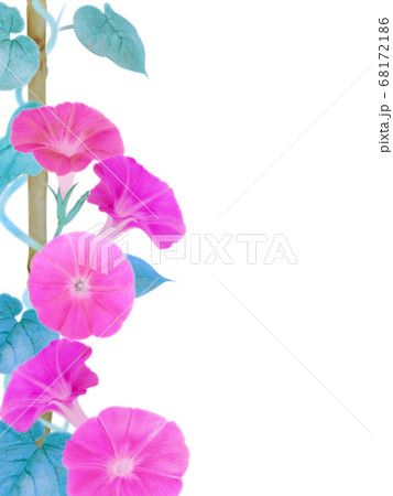 鉢植え朝顔　切抜　白バック　ピンク 68172186