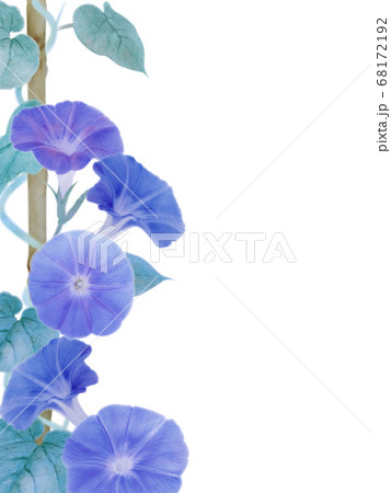 日本画風 鉢植え朝顔 切抜 白バック 濃青のイラスト素材