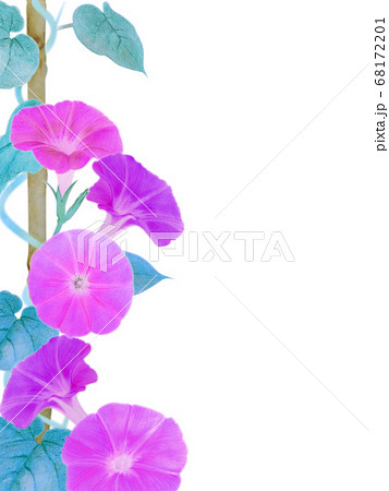 鉢植え朝顔 切抜 白バック 赤紫のイラスト素材
