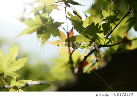 鳥取 四季の散歩 秋 紅葉 東光寺 鳥取 四季の散歩 秋 紅葉 東光寺 68172274