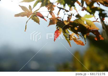鳥取　四季の散歩　秋　紅葉　東光寺 68172276
