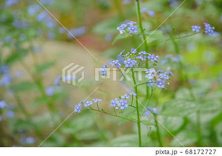 小さな紫色のワスレナグサの花の写真素材