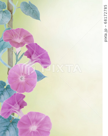 日本画風 鉢植え朝顔 暑中見舞い 背景イメージ 緑 白コピースペース 日本画風 鉢植え朝顔 暑中見舞い 背景イメージ 緑 白コピースペース 68172785