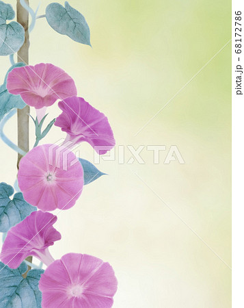 日本画風 鉢植え朝顔 暑中見舞い 背景イメージ 緑 日本画風 鉢植え朝顔 暑中見舞い 背景イメージ 緑 68172786
