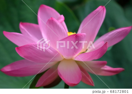 蓮の花 68172801