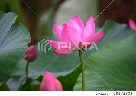 蓮の花 蓮の花 68172802