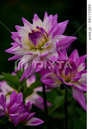 広島県世羅高原農場のダリアの写真素材
