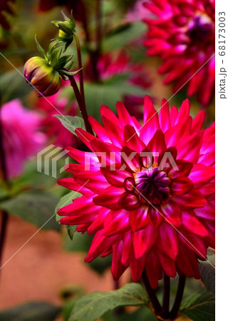 広島県世羅高原農場のダリア 広島県世羅高原農場のダリア 68173003