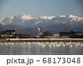 白鳥の里と立山連峰 68173048