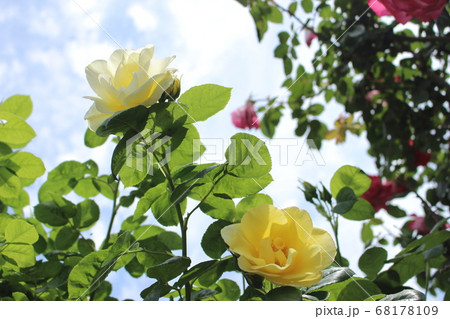 バラ 黄 薔薇 白 バラ 黄 薔薇 白 68178109